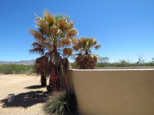 Palm trees need a trimming
