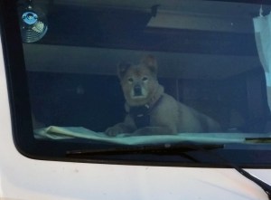 Pepper guarding the RV, waiting for Moms to come home