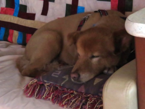 Pepper settling in for another day on the road