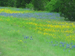 yellowandbluewildflowers
