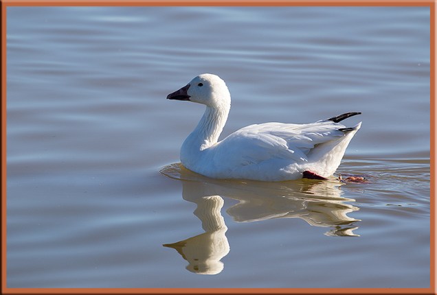 snow-goose