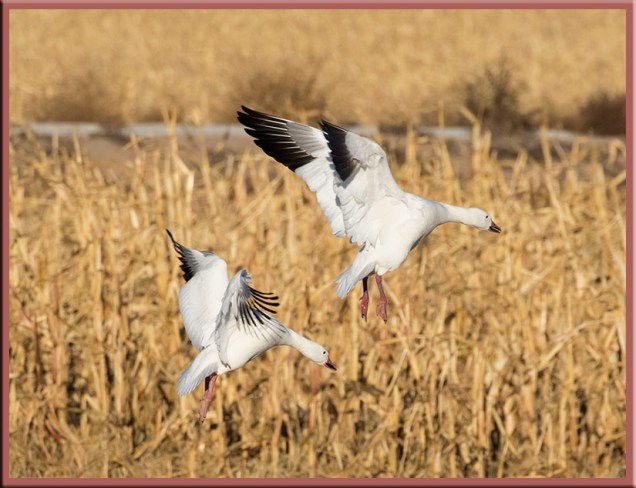 two-snow-geese-in-flight2