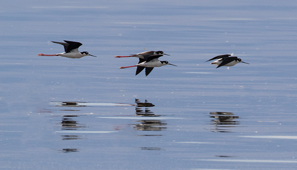 Black-necked-Stilt