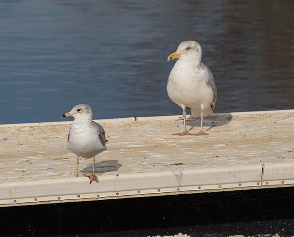Ring-billed and Herring Gull